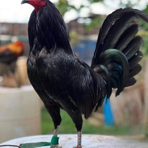 Black Fowls Bloodlines