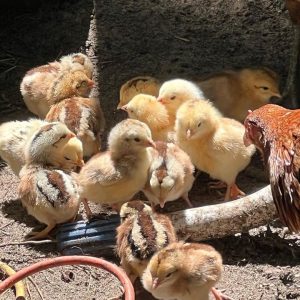 Baby Chicks
