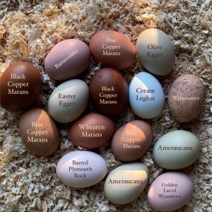 Eggs