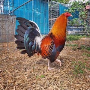 Roundhead Bloodlines