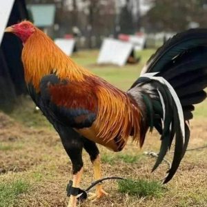 Yellow Leg Hatch