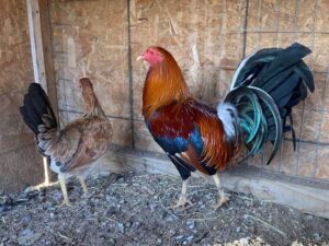 Sweater Brood Pair