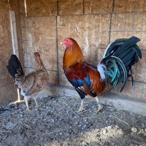Sweater Brood Pair
