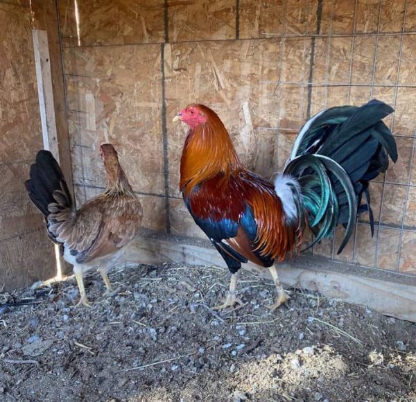 Sweater Brood Pair