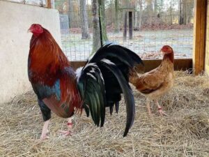 Roundhead Pair