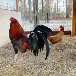 Roundhead Pair