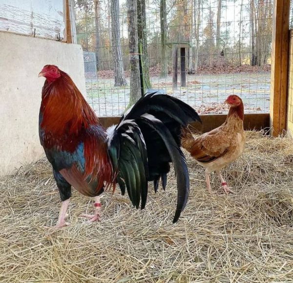 Roundhead Pair