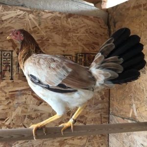 Sweater 5k-5000 Hen