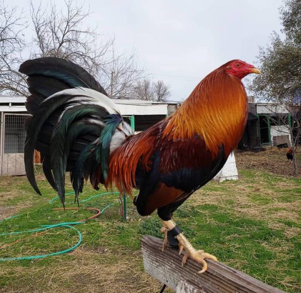 Sweater 5k-5000 Cock