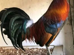 Gilmore Hatch Cock