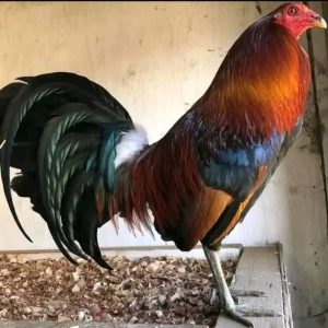 Gilmore Hatch Cock