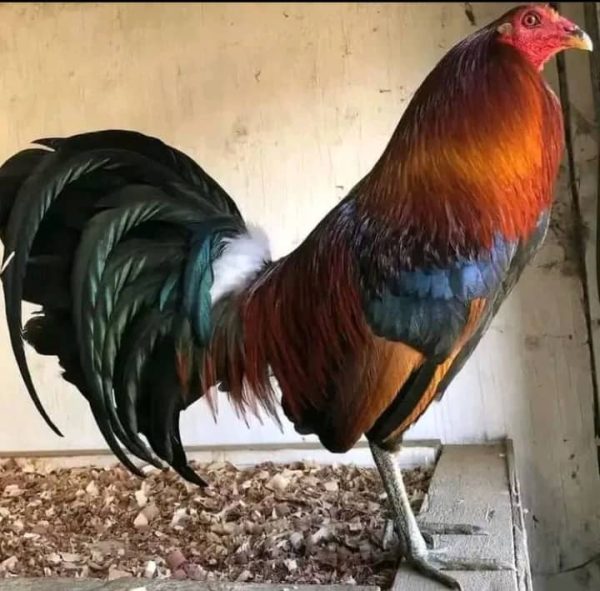 Gilmore Hatch Cock