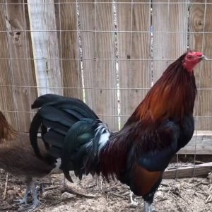 Penny Hatch Pair