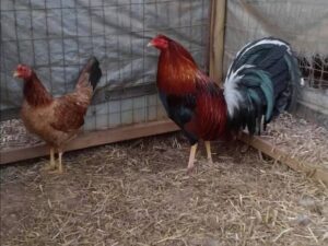 Roundhead Pair