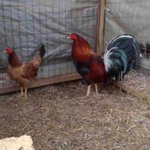 Roundhead Pair