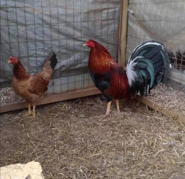 Roundhead Pair