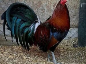 Penny Hatch Cock
