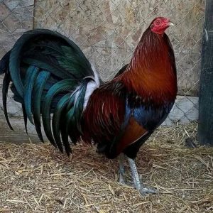 Penny Hatch Cock