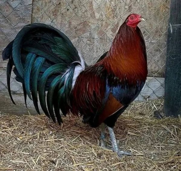 Penny Hatch Cock