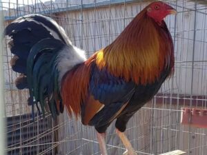 Roundhead Cock