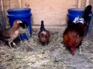 Gilmore Hatch Trio