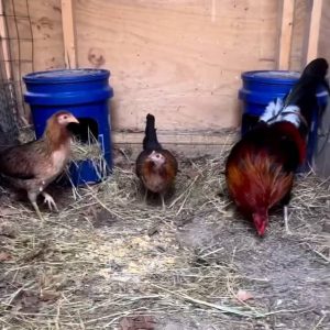 Gilmore Hatch Trio