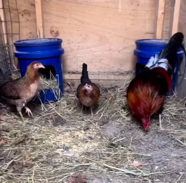 Gilmore Hatch Trio