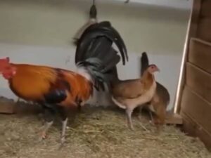 Gilmore Hatch Trio