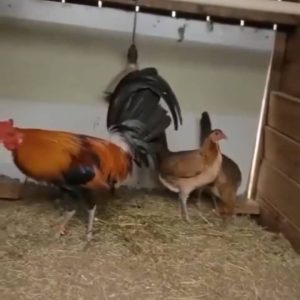 Gilmore Hatch Trio