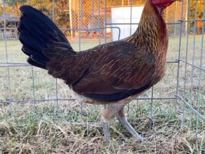 Gilmore Hatch Hen