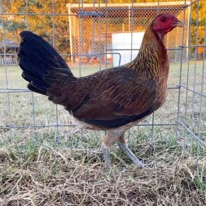 Gilmore Hatch Hen