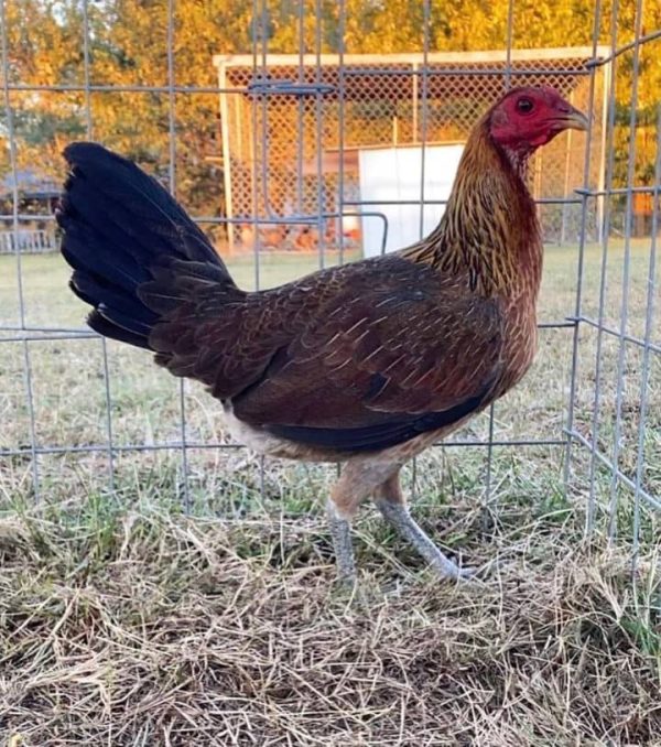 Gilmore Hatch Hen