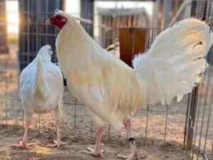White Kelso Pair