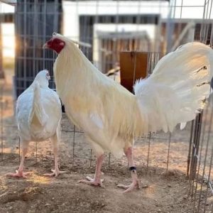 White Kelso Pair