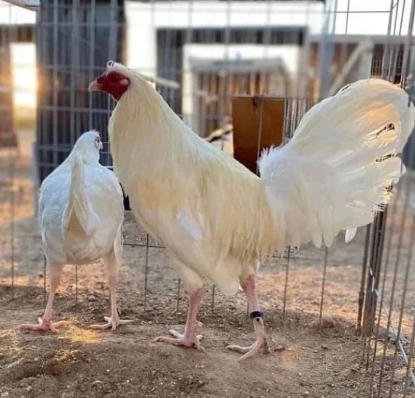 White Kelso Pair