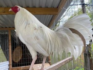 White Kelso Cock