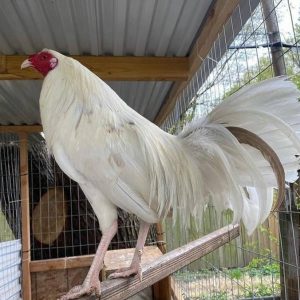 White Kelso Cock