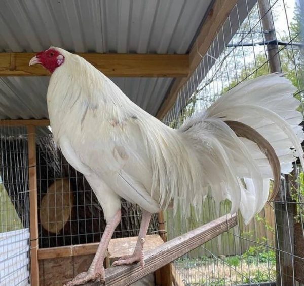 White Kelso Cock