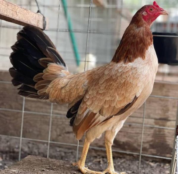 Pure Kelso Hen