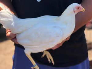 White Kelso Hen