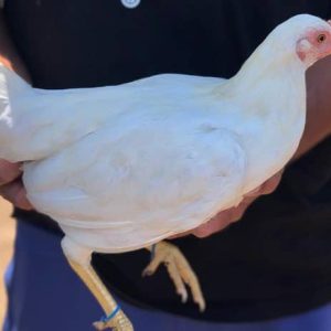 White Kelso Hen