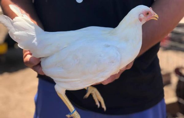 White Kelso Hen