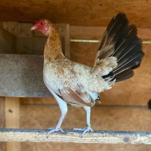 Lacy Roundhead Hen
