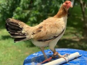 Roundhead Brood Hen