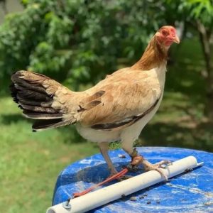 Roundhead Brood Hen