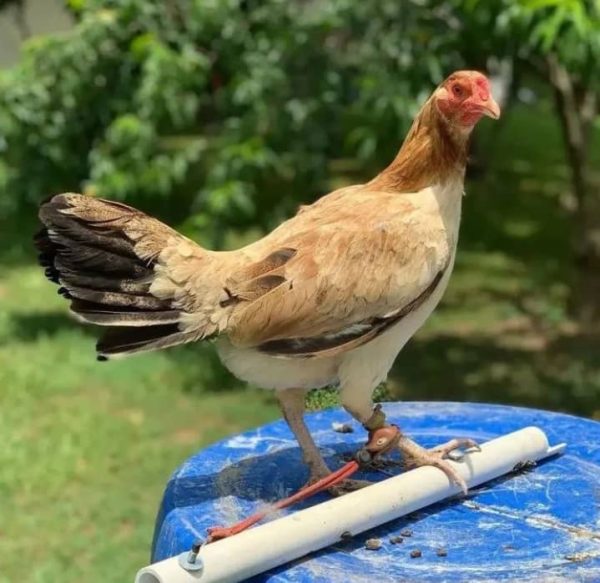 Roundhead Brood Hen