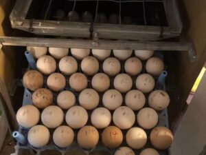 Sweater Eggs