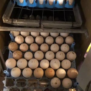 Sweater Eggs