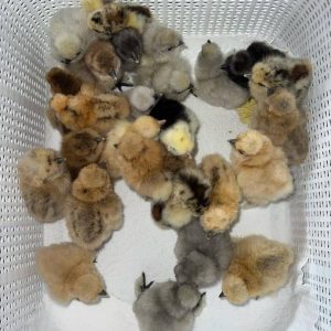 Sweater 5k-5000 Chicks