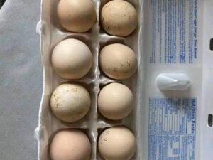 White Kelso Eggs